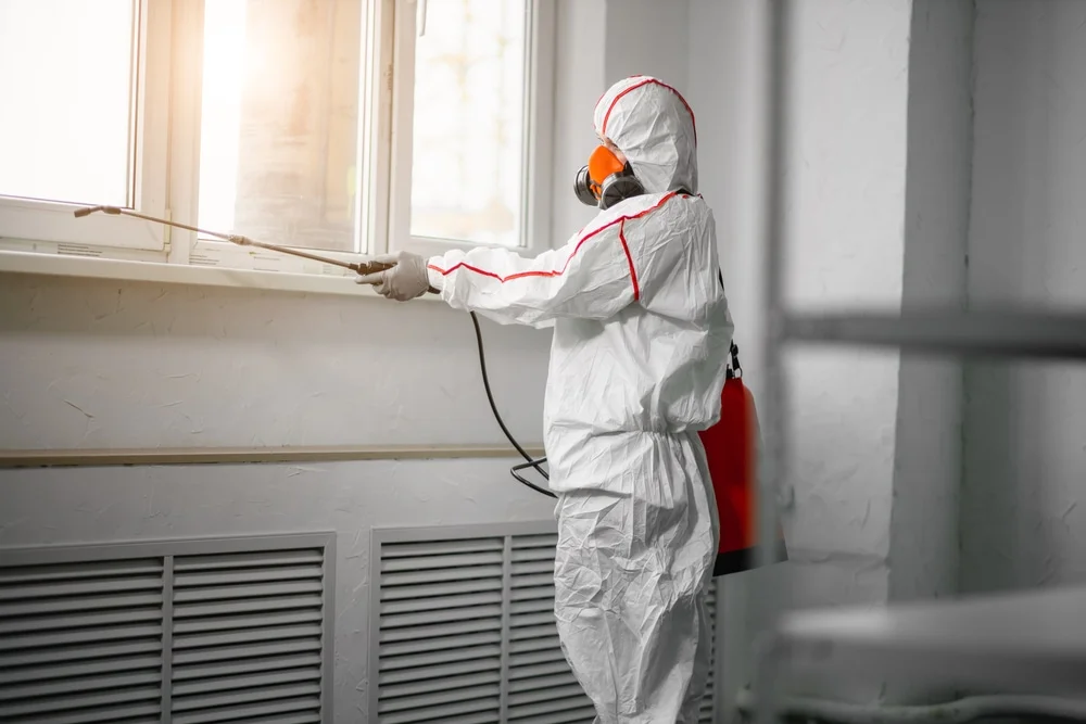 Professional mold remediation services in Ankeny, IA
